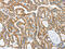 Cytoskeleton Associated Protein 4 antibody, CSB-PA133590, Cusabio, Immunohistochemistry frozen image 