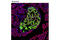 Insulin antibody, 8138S, Cell Signaling Technology, Immunofluorescence image 