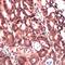 Insulin Like Growth Factor 2 antibody, MBS301928, MyBioSource, Immunohistochemistry frozen image 