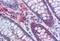 G3BP Stress Granule Assembly Factor 1 antibody, orb89754, Biorbyt, Immunohistochemistry paraffin image 