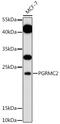 Progesterone Receptor Membrane Component 2 antibody, 16-496, ProSci, Western Blot image 