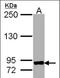 MS2 antibody, orb89363, Biorbyt, Western Blot image 