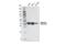 Adenosine Deaminase antibody, 65184S, Cell Signaling Technology, Western Blot image 