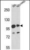 Mastermind Like Transcriptional Coactivator 1 antibody, PA5-71551, Invitrogen Antibodies, Western Blot image 