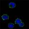 CD247 Molecule antibody, MA5-15608, Invitrogen Antibodies, Immunofluorescence image 