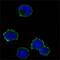 CD247 Molecule antibody, MA5-15608, Invitrogen Antibodies, Immunofluorescence image 