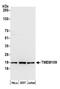 Transmembrane Protein 109 antibody, NBP2-61233, Novus Biologicals, Western Blot image 