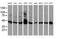 Adipocyte Plasma Membrane Associated Protein antibody, MA5-25848, Invitrogen Antibodies, Western Blot image 