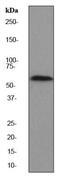 P21 (RAC1) Activated Kinase 2 antibody, ab76293, Abcam, Western Blot image 