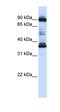 ALG1L8P antibody, orb325460, Biorbyt, Western Blot image 