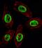 Enhancer Of Zeste 2 Polycomb Repressive Complex 2 Subunit antibody, MBS9200515, MyBioSource, Immunofluorescence image 