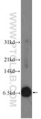 Centromere Protein W antibody, 24509-1-AP, Proteintech Group, Western Blot image 