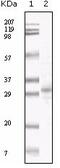 Triplex capsid protein VP23 homolog antibody, AM06104SU-N, Origene, Western Blot image 