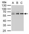 Thymine DNA Glycosylase antibody, GTX129486, GeneTex, Western Blot image 