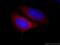CDK5 Regulatory Subunit Associated Protein 3 antibody, 11007-1-AP, Proteintech Group, Immunofluorescence image 