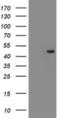 Serpin Family F Member 1 antibody, NBP2-01868, Novus Biologicals, Western Blot image 