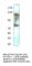 Two Pore Segment Channel 2 antibody, TPC2-201AP, FabGennix, Western Blot image 