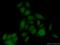 F-Box And Leucine Rich Repeat Protein 13 antibody, 17139-1-AP, Proteintech Group, Immunofluorescence image 