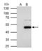 Flotillin 1 antibody, PA5-28118, Invitrogen Antibodies, Immunoprecipitation image 