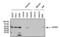 Eukaryotic Translation Initiation Factor 2B Subunit Gamma antibody, GTX54741, GeneTex, Western Blot image 