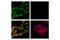Aldehyde Dehydrogenase 1 Family Member A2 antibody, 55481S, Cell Signaling Technology, Immunocytochemistry image 
