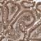 ATPase Family AAA Domain Containing 2B antibody, NBP1-89611, Novus Biologicals, Immunohistochemistry frozen image 