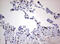 Zinc Finger E-Box Binding Homeobox 2 antibody, M01169, Boster Biological Technology, Immunohistochemistry paraffin image 
