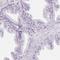 Rhophilin Associated Tail Protein 1 Like antibody, HPA041830, Atlas Antibodies, Immunohistochemistry frozen image 