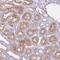 Netrin 4 antibody, PA5-62059, Invitrogen Antibodies, Immunohistochemistry frozen image 