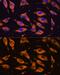 Matrix metalloproteinase-25 antibody, GTX54370, GeneTex, Immunocytochemistry image 