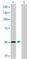 Flavin Containing Dimethylaniline Monoxygenase 2 antibody, H00002327-D01P, Novus Biologicals, Western Blot image 