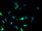 Solute Carrier Family 25 Member 18 antibody, A67686-100, Epigentek, Immunofluorescence image 