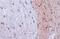 AIF1 antibody, GTX100042, GeneTex, Immunohistochemistry paraffin image 
