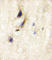 Dishevelled Associated Activator Of Morphogenesis 1 antibody, abx031656, Abbexa, Western Blot image 
