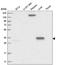 Ras Association Domain Family Member 6 antibody, NBP2-55145, Novus Biologicals, Western Blot image 