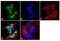 Aryl Hydrocarbon Receptor Nuclear Translocator Like antibody, PA1-523, Invitrogen Antibodies, Immunofluorescence image 