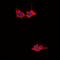 Growth Factor Receptor Bound Protein 10 antibody, orb338988, Biorbyt, Immunofluorescence image 