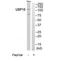 Ubiquitin Specific Peptidase 15 antibody, TA312808, Origene, Western Blot image 