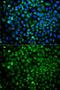 Catechol-O-Methyltransferase antibody, GTX33108, GeneTex, Immunofluorescence image 