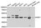 Nuclear distribution protein nudE homolog 1 antibody, A7112, ABclonal Technology, Western Blot image 