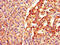 F-box/WD repeat-containing protein 1A antibody, CSB-PA897464LA01HU, Cusabio, Immunohistochemistry frozen image 