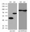 Argininosuccinate Synthase 1 antibody, MA5-27093, Invitrogen Antibodies, Western Blot image 