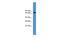 Ubiquitin Specific Peptidase 2 antibody, A04288, Boster Biological Technology, Western Blot image 