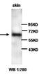 Sp2 Transcription Factor antibody, orb77347, Biorbyt, Western Blot image 