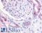 Prostaglandin E Receptor 2 antibody, LS-A4189, Lifespan Biosciences, Immunohistochemistry frozen image 