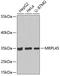 Mitochondrial Ribosomal Protein L45 antibody, 19-528, ProSci, Western Blot image 