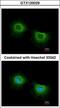 ST3 Beta-Galactoside Alpha-2,3-Sialyltransferase 3 antibody, GTX120029, GeneTex, Immunofluorescence image 