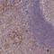 TNF Superfamily Member 12 antibody, HPA052967, Atlas Antibodies, Immunohistochemistry frozen image 