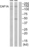 Chromatin Assembly Factor 1 Subunit A antibody, abx013588, Abbexa, Western Blot image 