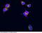 Lysosomal Associated Membrane Protein 1 antibody, 11215-R107, Sino Biological, Immunocytochemistry image 